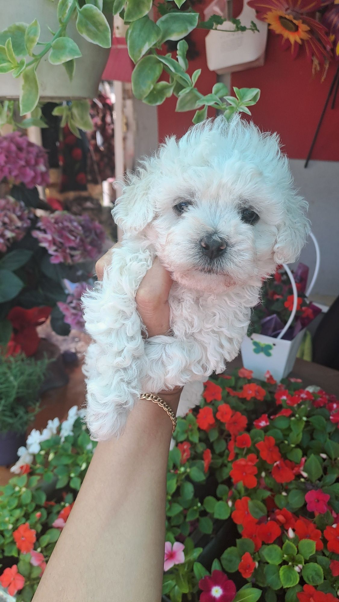 O papusa vie cu suflet curat bichon frise