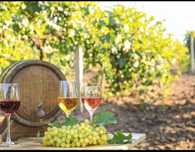 Vand Struguri de Vin