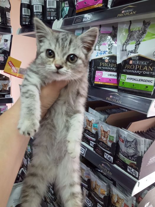Котята в хорошие руки