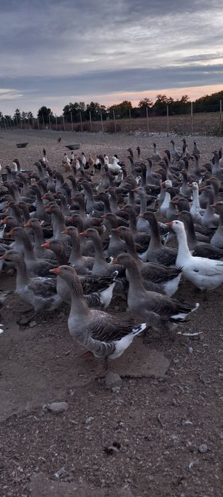 Vând gâște tinere