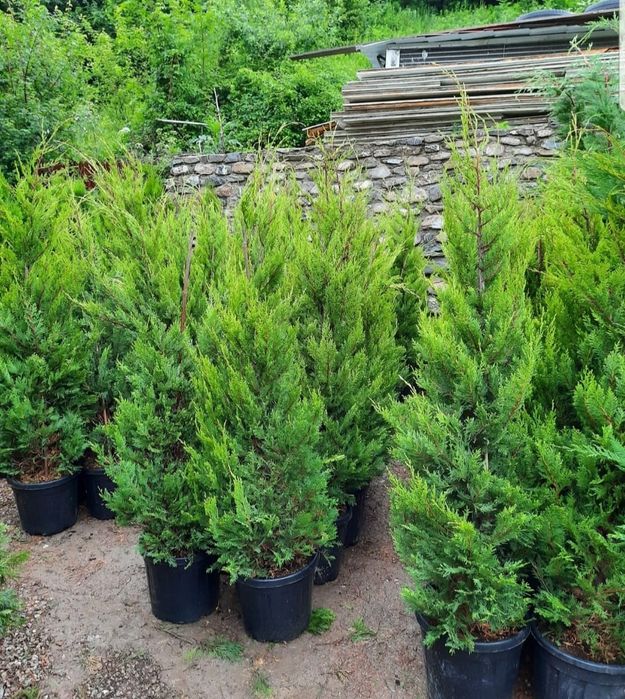 Prunus Laurocerasus calitate extra, Tuia columnaris, mesteacăn, plante