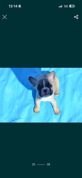 Френски булдог-женски