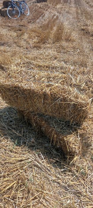 Vând baloti coceni și paie de grau