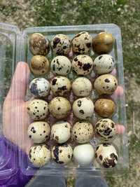 ouă de prepeliță si prepelițe