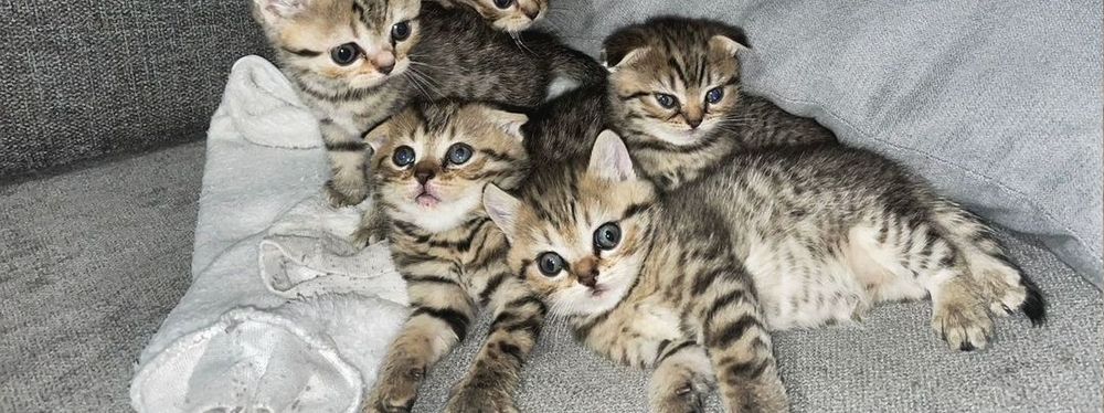 Шотлаедские веслоухие котята, 1.5мес