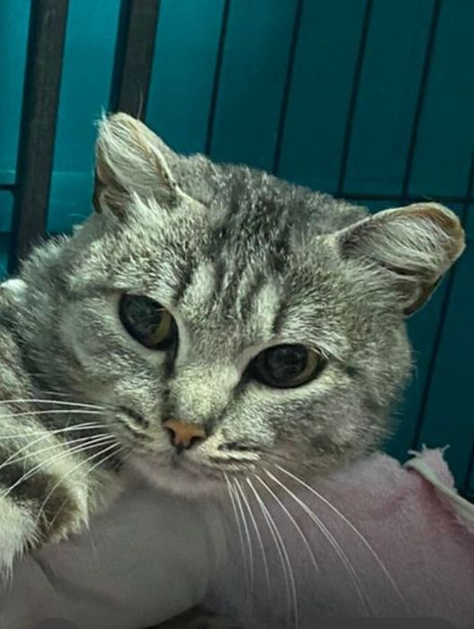 Кошке нужен дом!