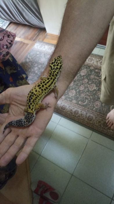 Эублефары разного возраста