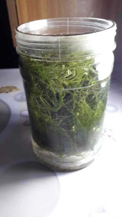 Яванский мох - продажа