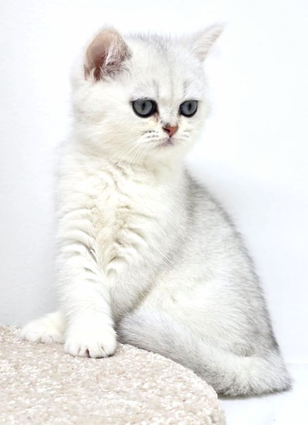 Котики и кошечки британские