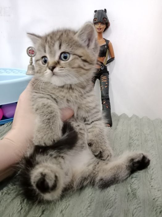 Скоттиш Страйт Табби фолд и Страйт мальчики