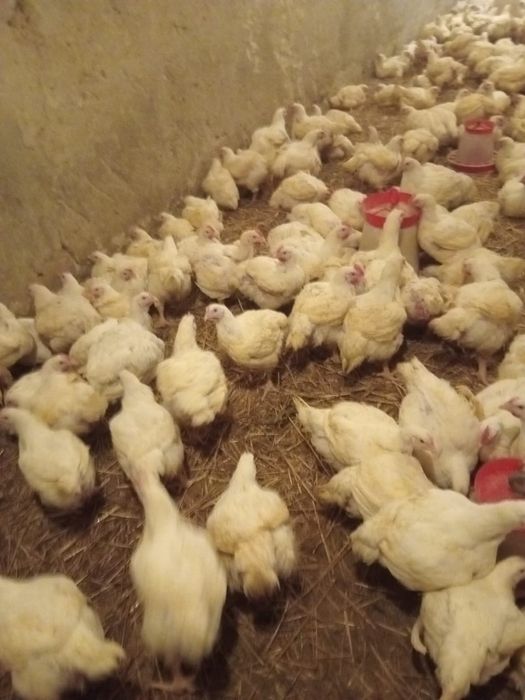 Pui carne  17 lei buc