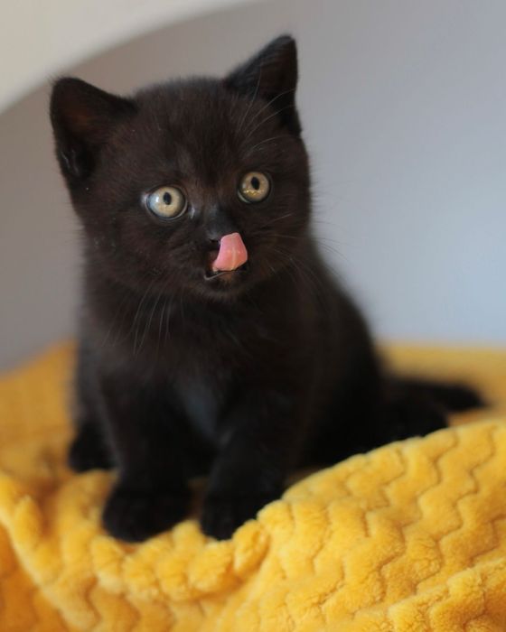 British black puiuț