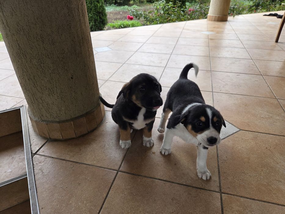 Câini în căutare de stăpân.