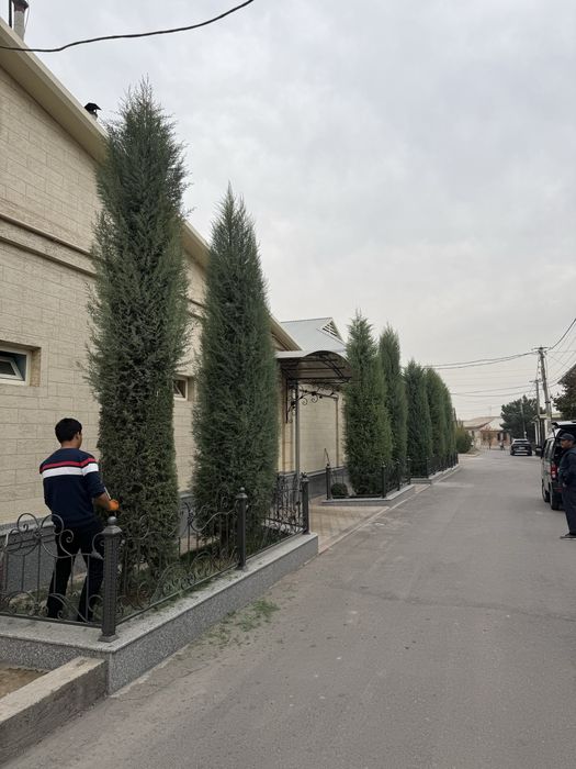 Продается кипарис, ёлка