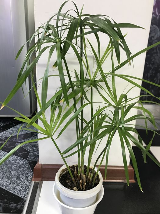 Продам ципериус!