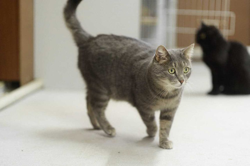 Добрый и ласковый котик Яська нуждается в хорошем и заботливом доме