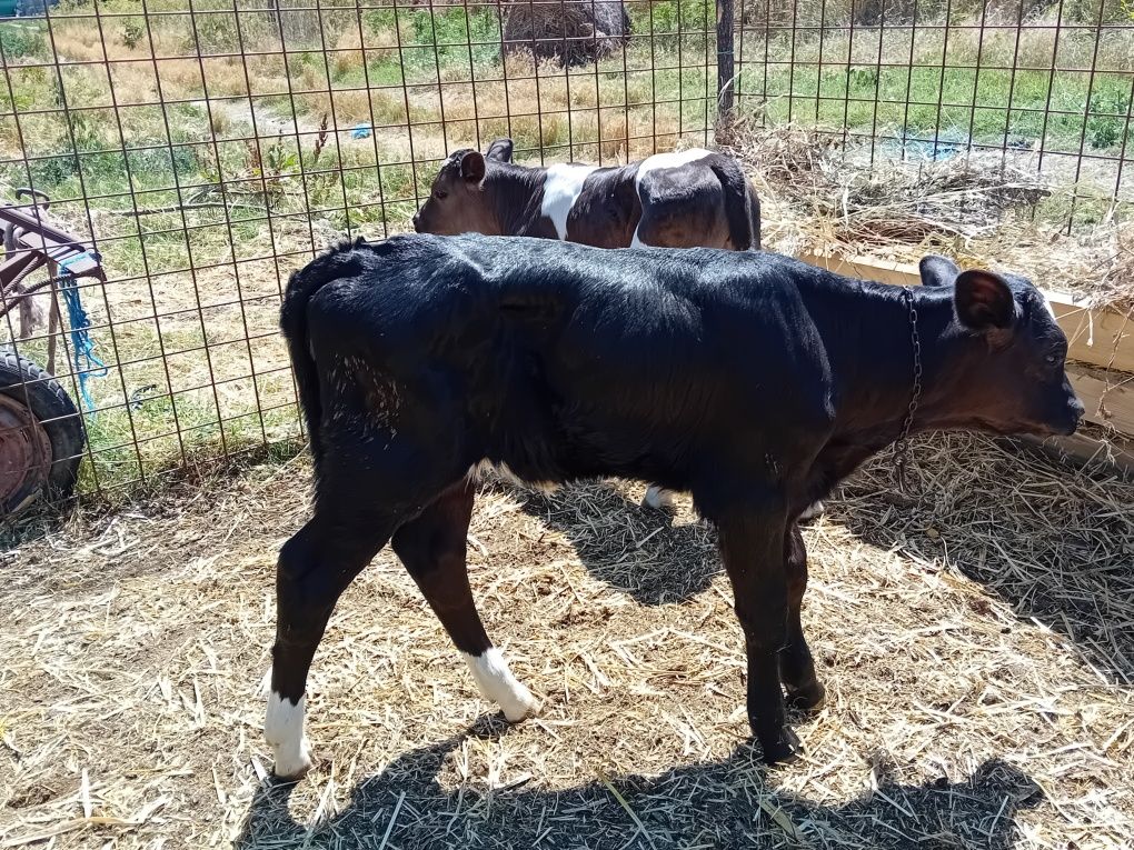 Un tauras si doua vitele