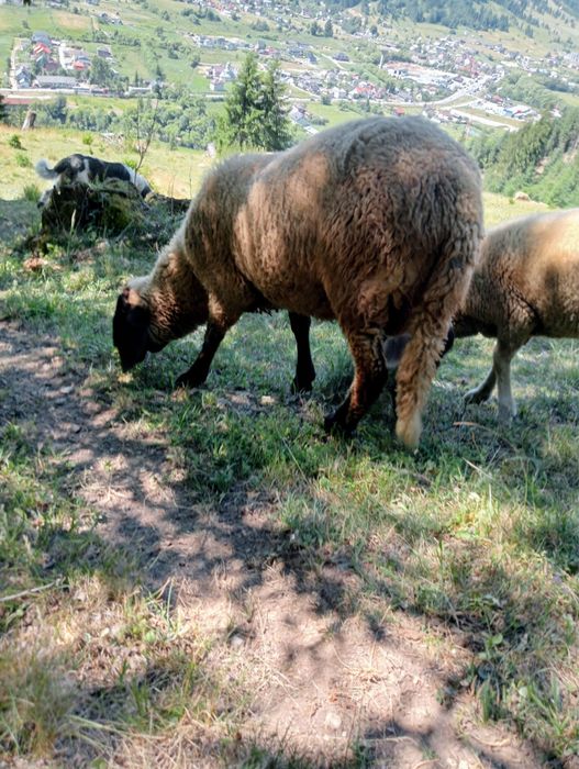 Vând miei, oi și berbeci – 16 lei/kg viu – sănătoși și bine îngrijiți