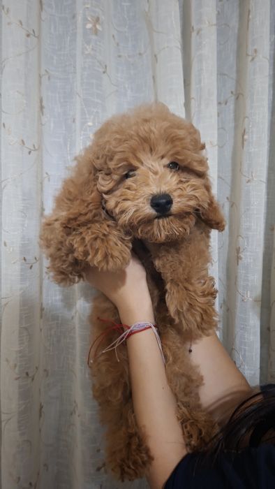 Куче Poodle Toy (пудел той)