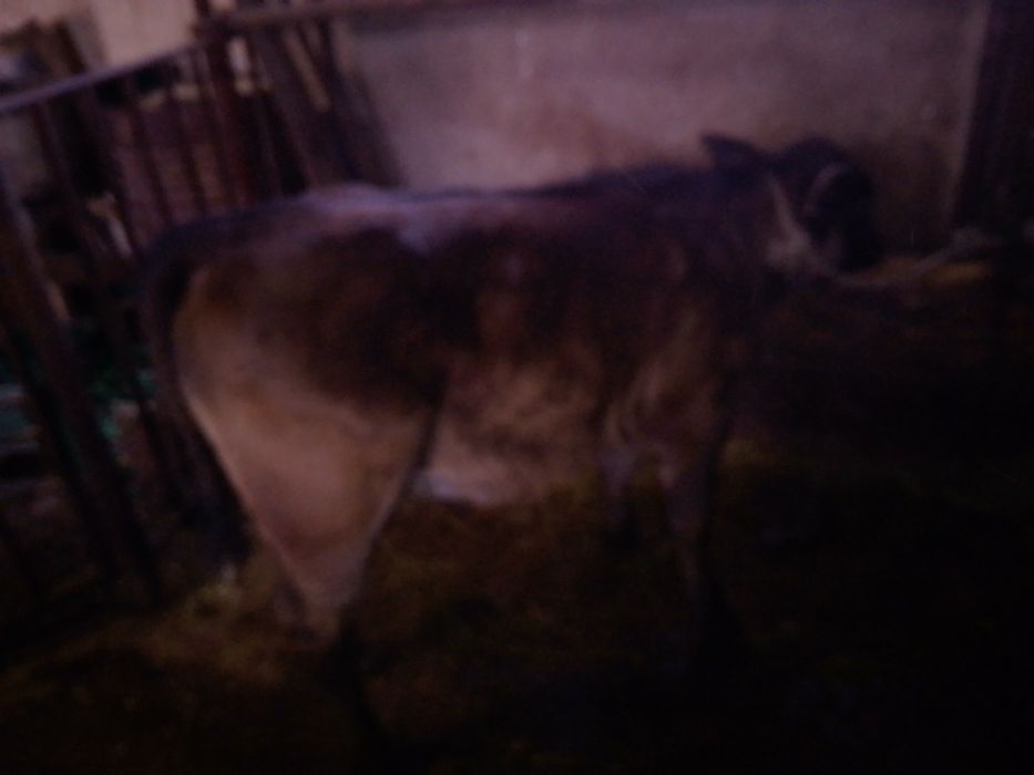 Vițică angus 3 luni