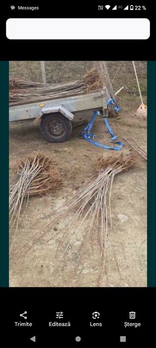 puieți forestieri pentru ampadurire pentru terenurile degradate