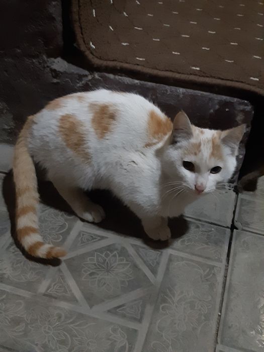 Бесплатний кошка