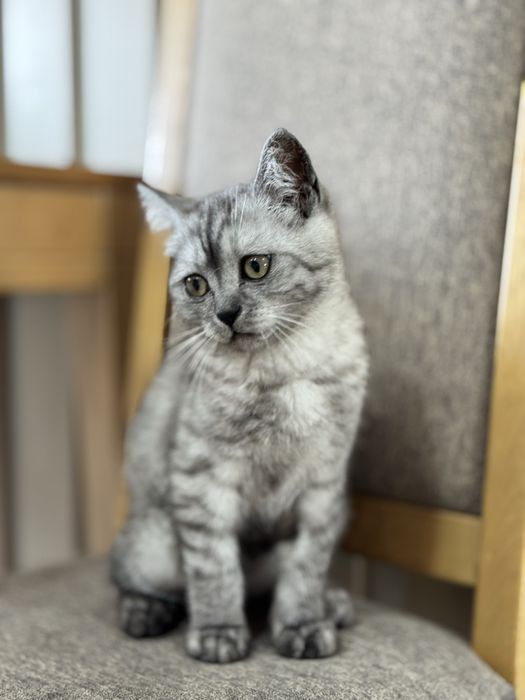 Продаю Скотиш страйт 4 месяца