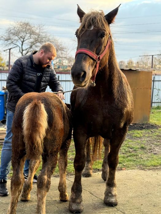 Iapa gestanta de vanzare