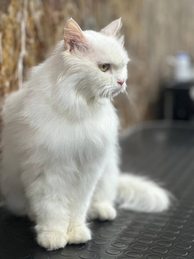 Кошка ищет новый дом!