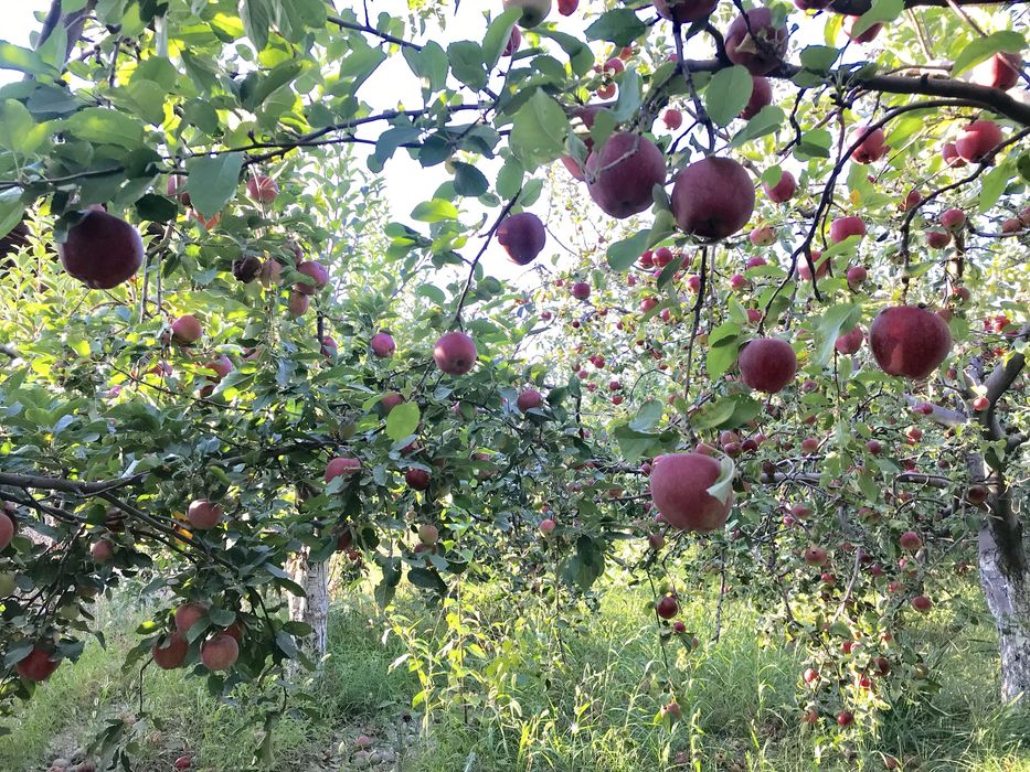 Продаю яблоки, сорт американка
