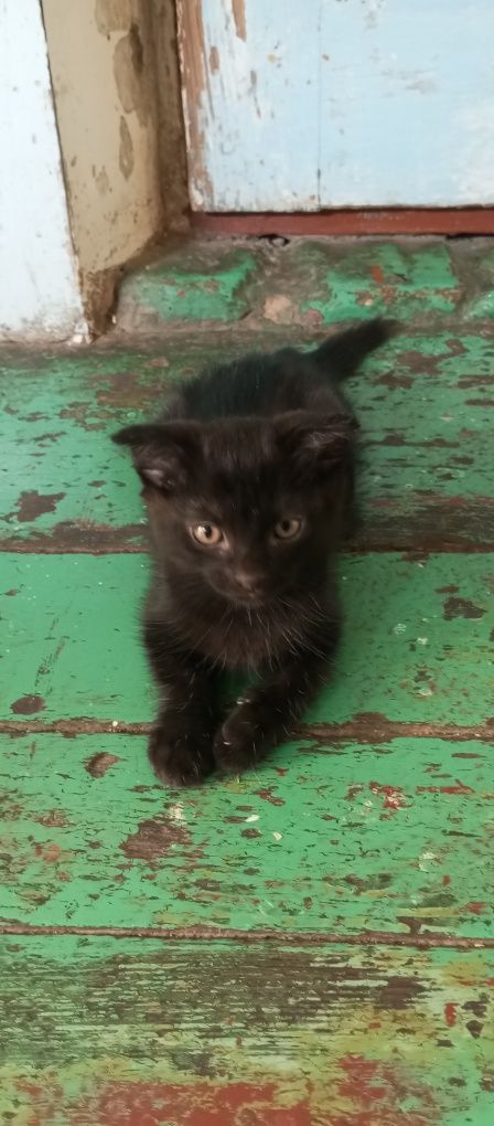 Домашние котики в. Добрые руки