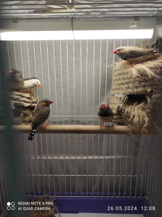 Амадины молодняк