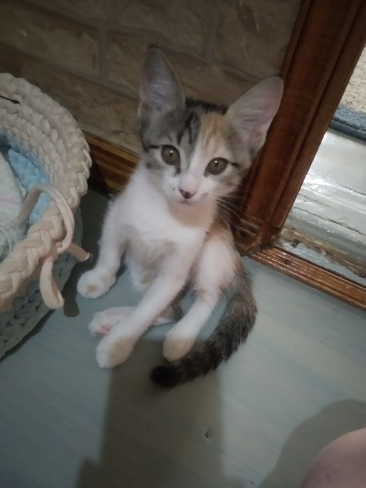 Объявление котята