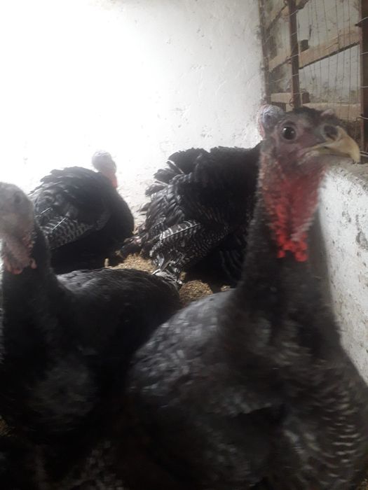 Curcani si curci porumbaci si albi