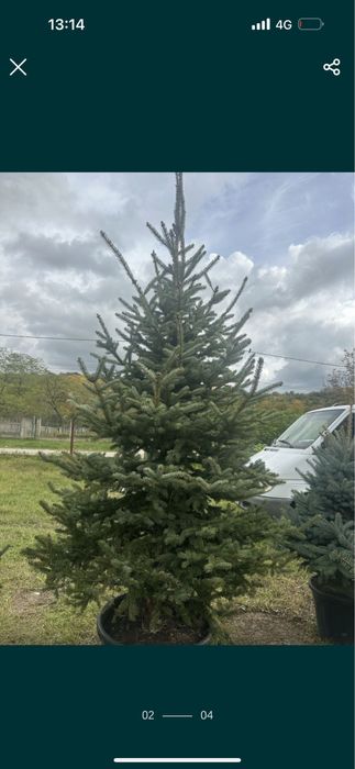 Brazii din pepiniera la ghiveci