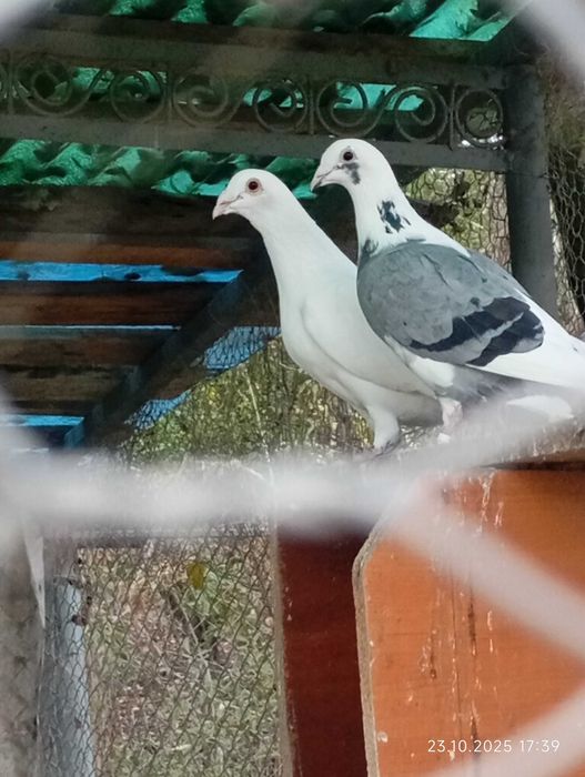 Vând porumbei voiajori (posta)