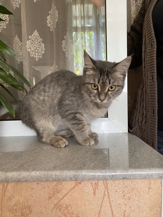 Пристраиваю котёнка