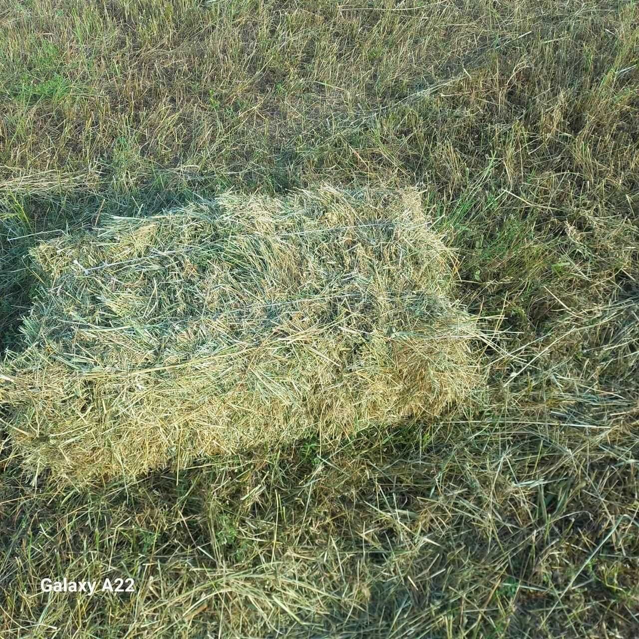 Сена Клевер Люцерна. Продаем сена в ват