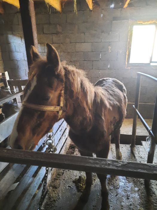 семіз жабағы сатылады жылқы