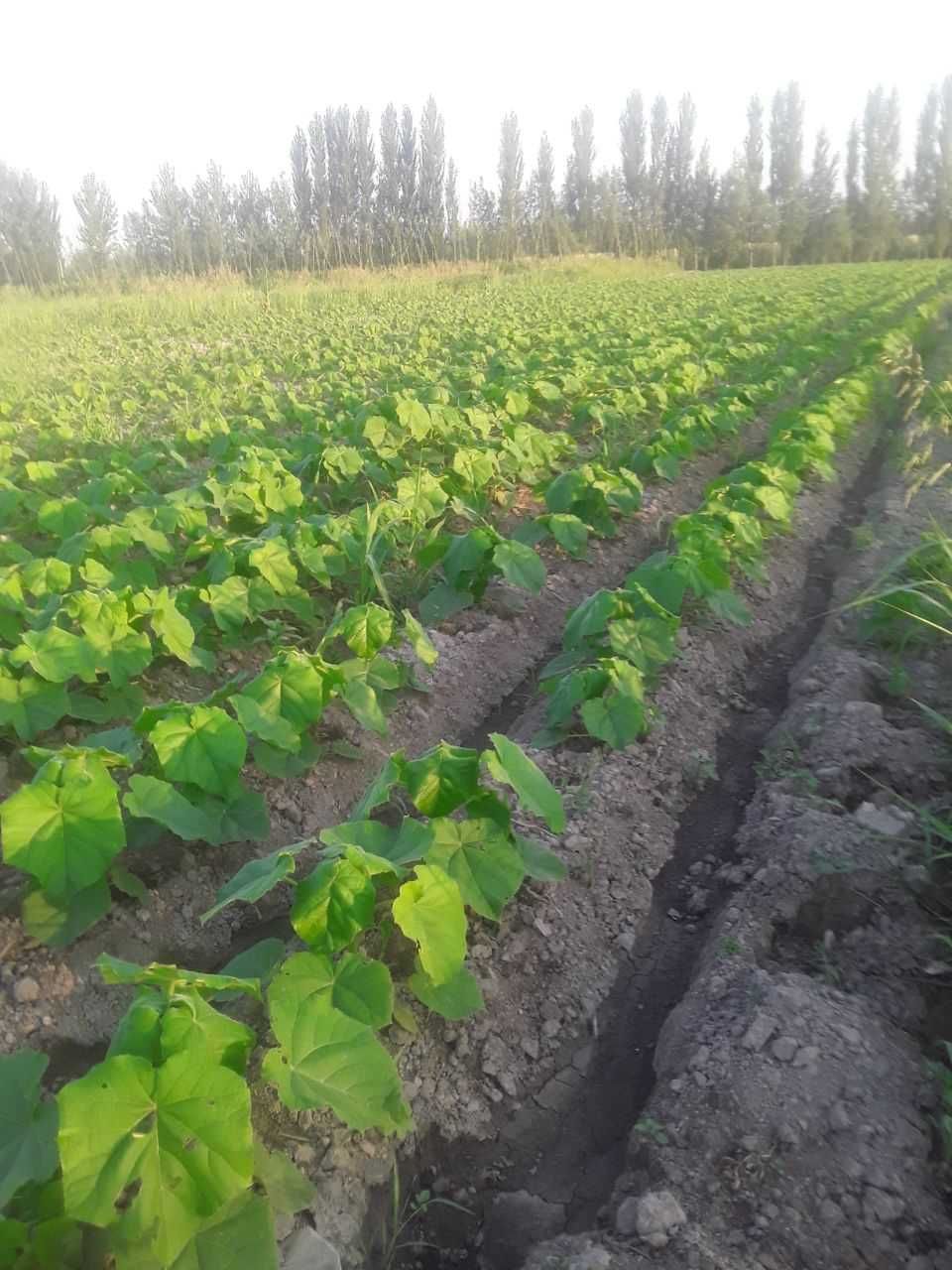 Павлония нихолчалари