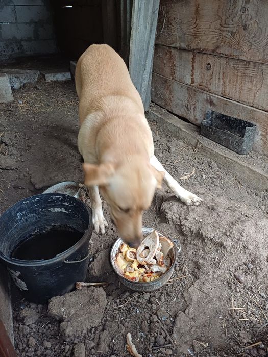 Donez caine Labrador adult