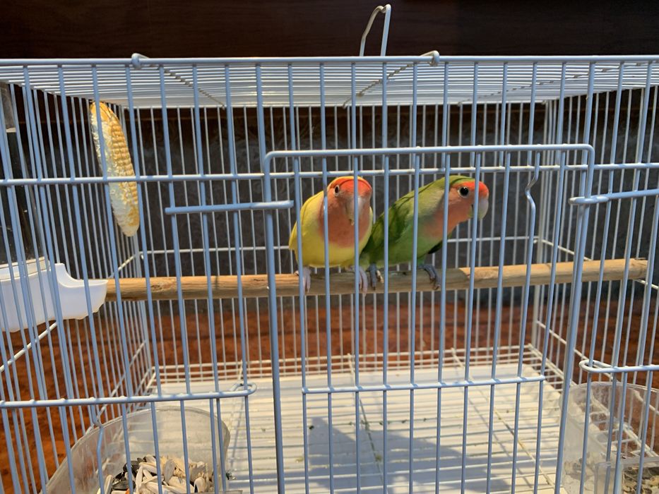 Продам папугаи неразлучники