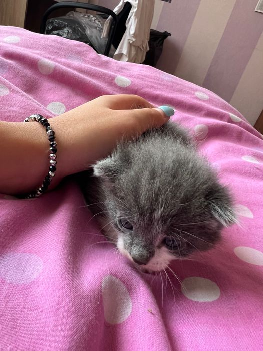 Подарявам 5 котенца
