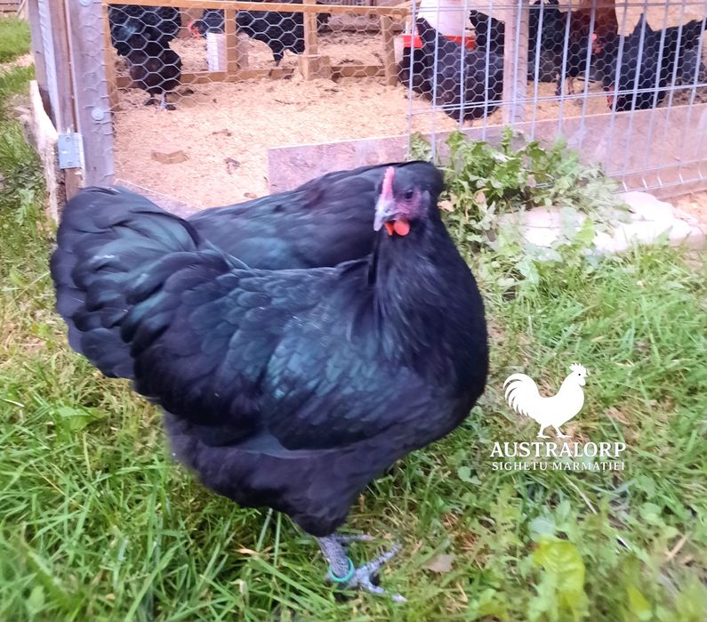 Australorp Negru pt incubat