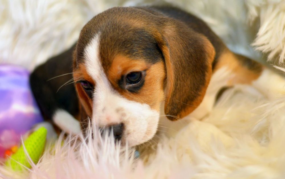 Pui Beagle tricolor din parinti cu pedigree