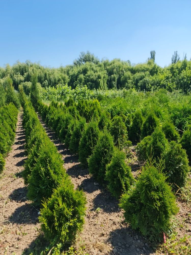 Vindem arbori,arbusti ornamentali,conifere și garduri vii