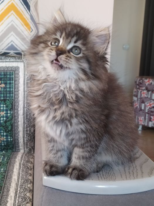 Сибирская малышка