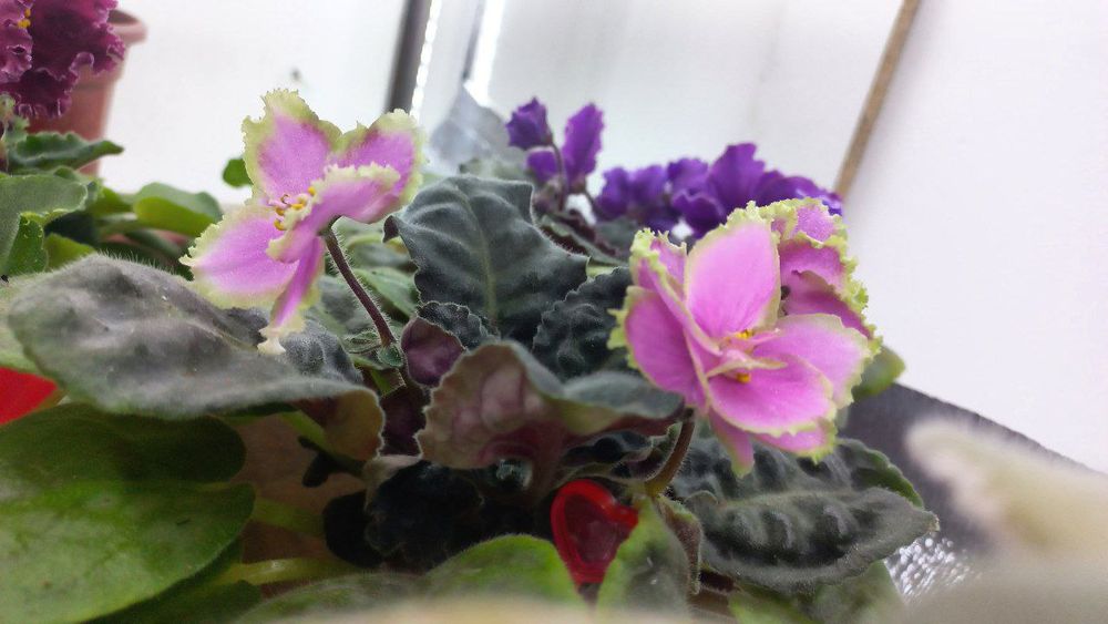 Fiyalka gullari detkasi arzon narxlarda sotiladi