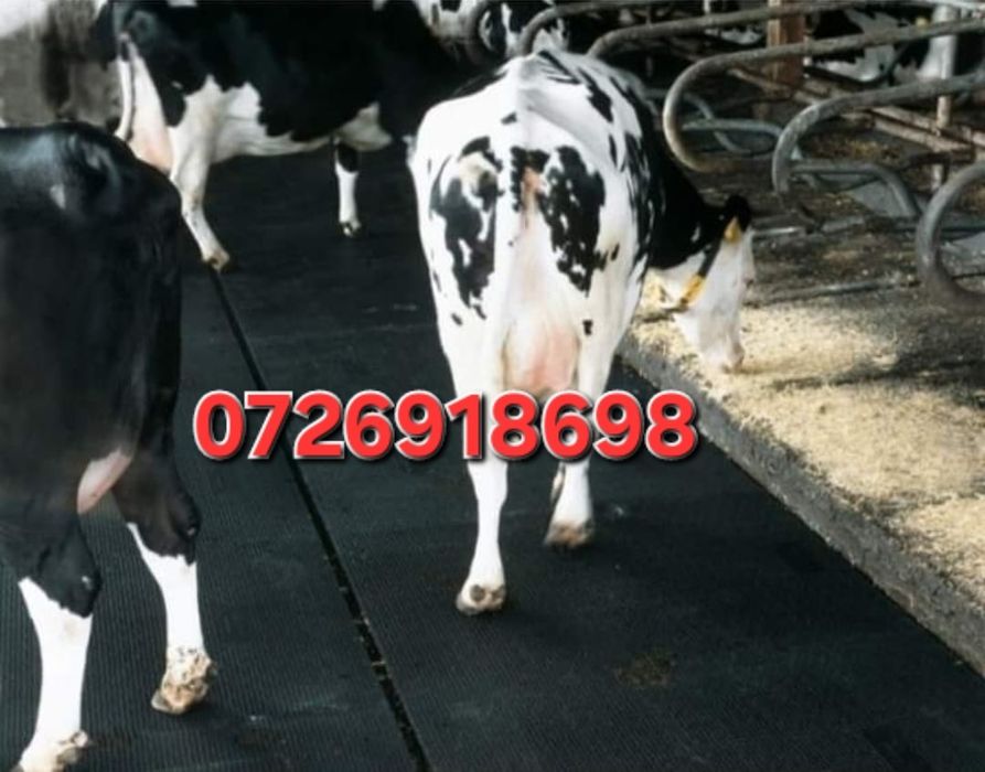 Vând banda de cauciuc pres pentru anima cel mai bun pret din românia