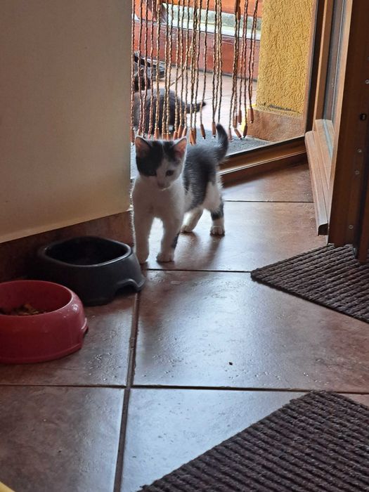 Pisici, donez pisici